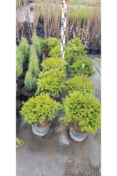 Ель карликовая Ohlendorffii