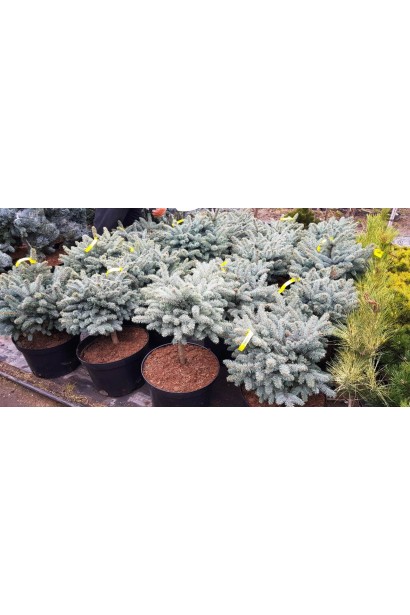 Ялина колюча Глаука Глобоза саджанці в контейнері