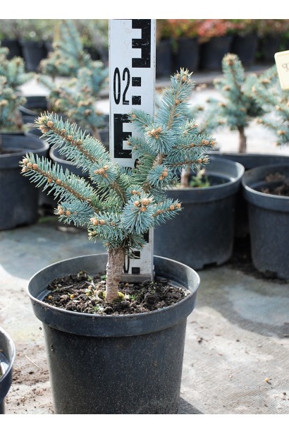 Ялина колюча Глаука Глобоза горщик 3 л висота 15-20 см