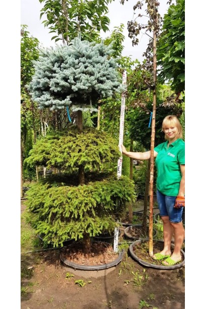 Picea pungens Glauca Globosa