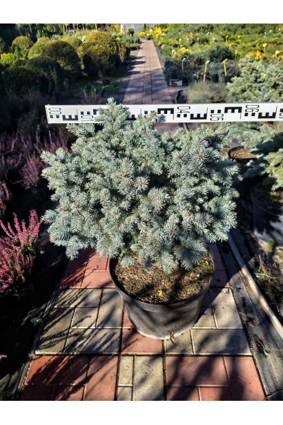 Ялина Глаука Глобоза діаметр 50-60 см