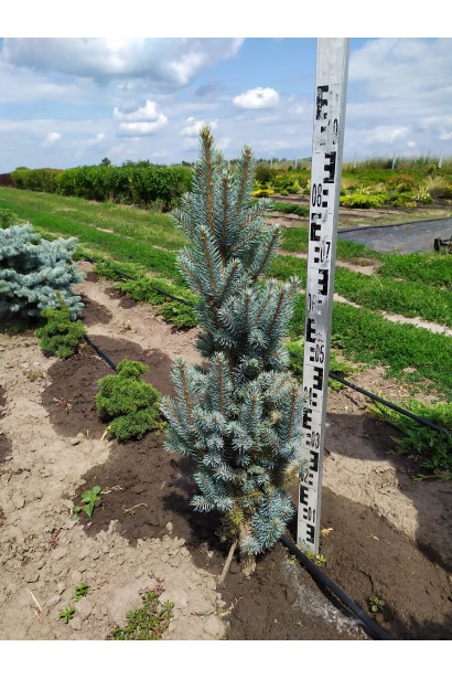 Ялина колюча Ізелі Фастiгiата ком 80-100 см