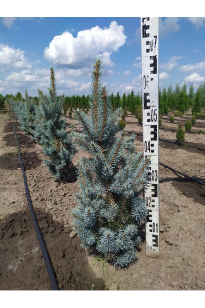 Ялина колюча Ізелі Фастiгiата в полі 60-70 см