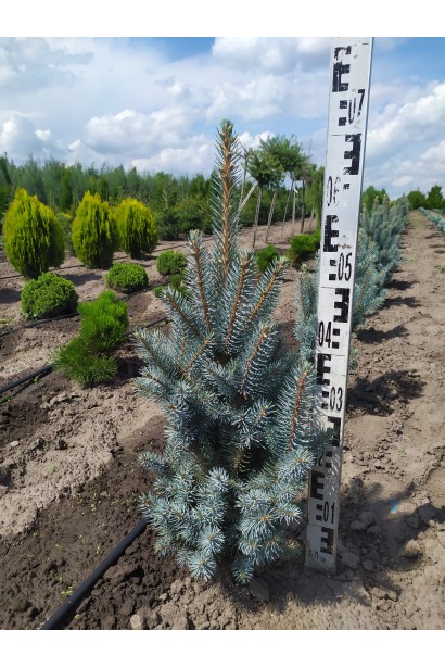 Ялина колюча Ізелі Фастигiате в розсаднику на полі 50-70 см