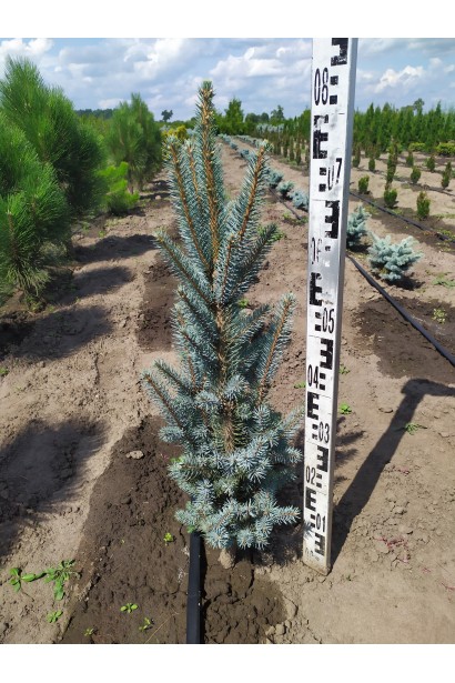 Ялина колюча Ізелі Фастигiата ком 60-80 см