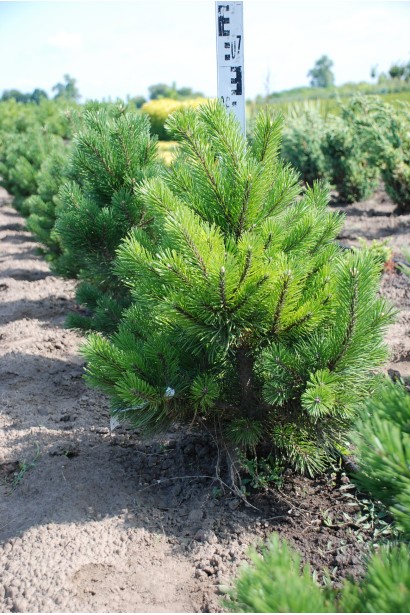 Саджанець сосни гірська Гном в розсаднику проксіма