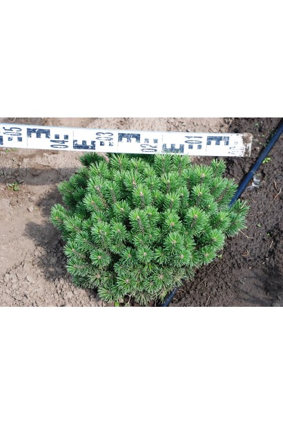 Сосна Мопс – карликовий варіант для садів.