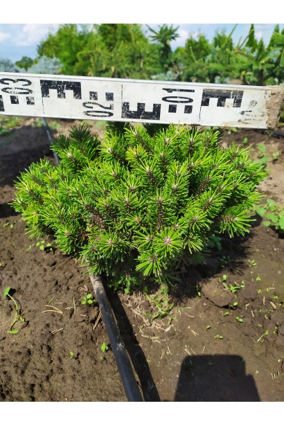 Мопс – компактна хвойна рослина.