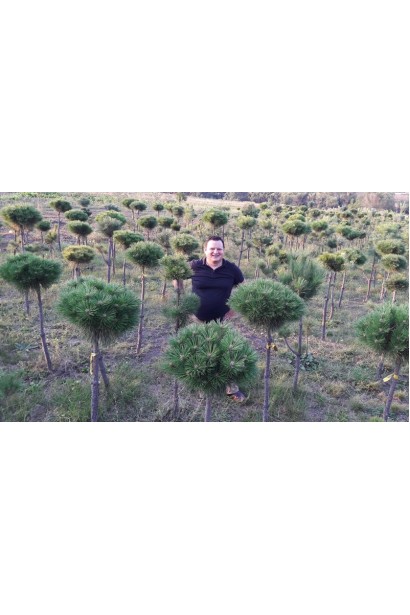 Сосна гірська Мопс