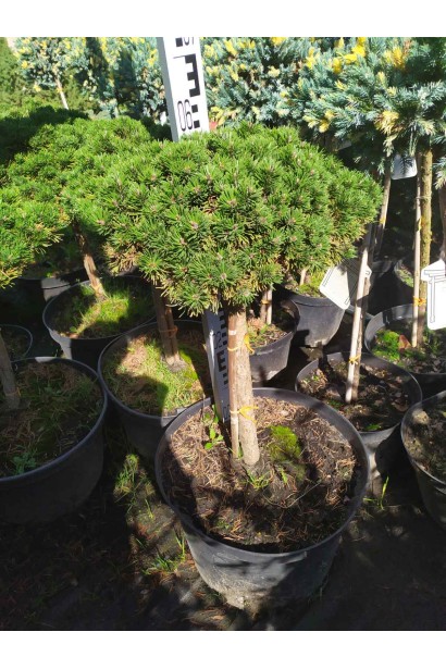 Сосна гірська Мопс | Сосна горная Мопс | Pinus mugo Mops