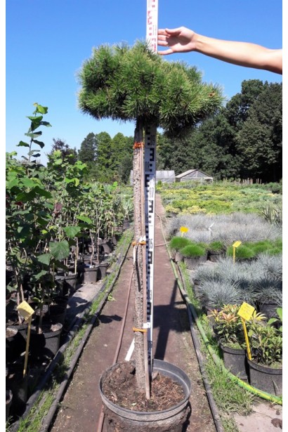 Сосна гірська Мопс на Штамбі