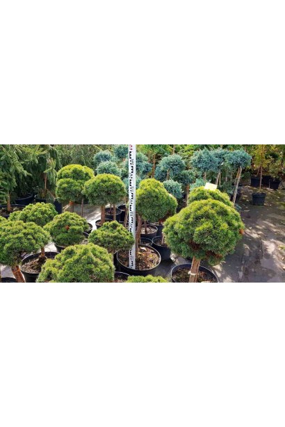 Pinus mugo Mops