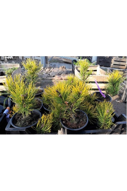 Сосна гірська Вінтер Голд – декоративний хвойник із сезонною зміною кольору.