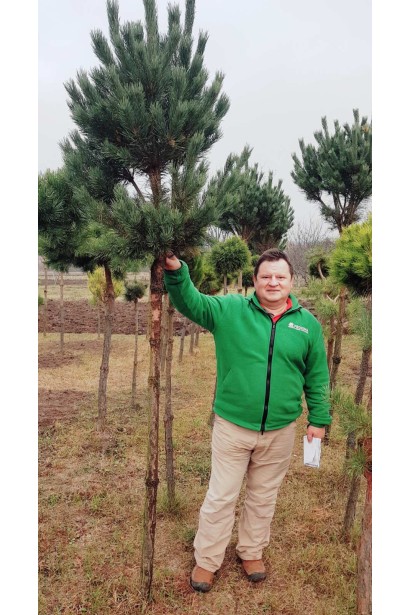 Сосна звичайна Ватерері | Сосна обыкновенная Ватерери | Pinus sylvestris Watereri