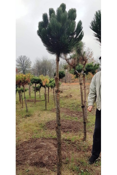 Сосна звичайна Ватерері | Сосна обыкновенная Ватерери | Pinus sylvestris Watereri