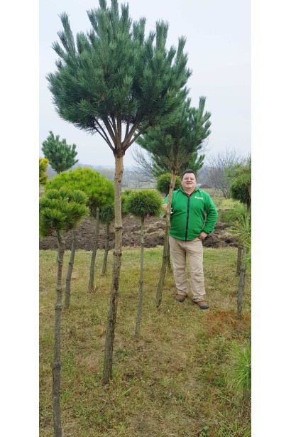 Сосна звичайна Ватерері | Сосна обыкновенная Ватерери | Pinus sylvestris Watereri