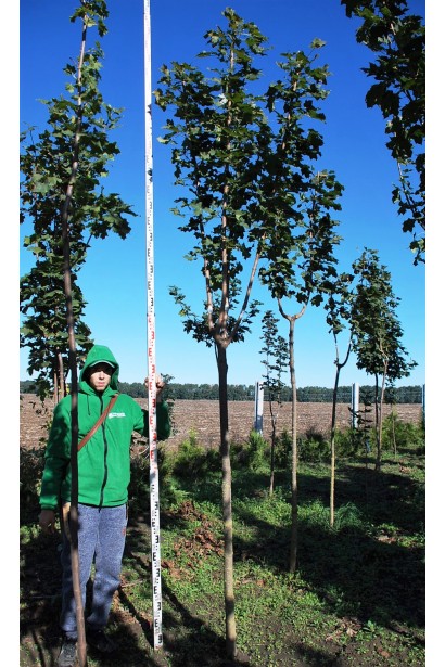 Клен гостролистий | Acer platanoides | Клён остролистный