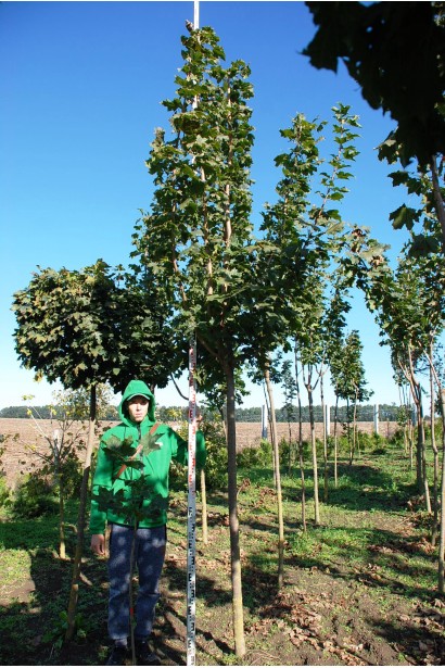 Клен гостролистий | Acer platanoides | Клён остролистный