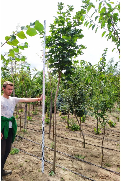 Клен гостролистий | Acer platanoides | Клён остролистный