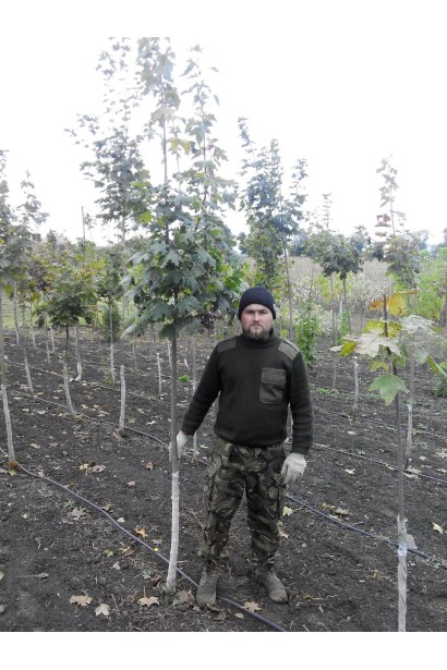 Клен гостролистий | Acer platanoides | Клён остролистный