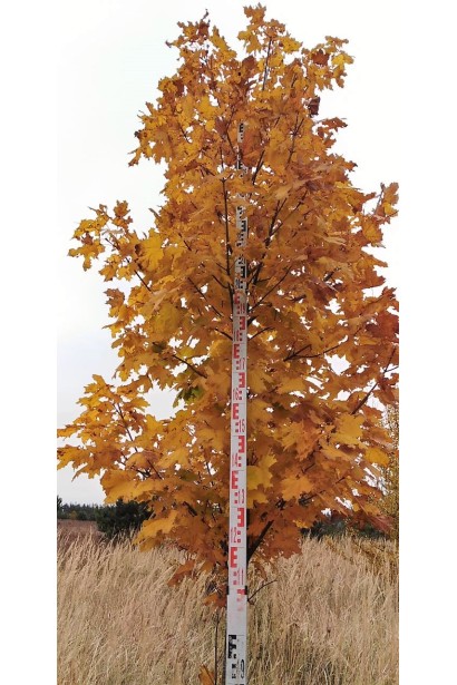 Клен гостролистий | Acer platanoides | Клён остролистный