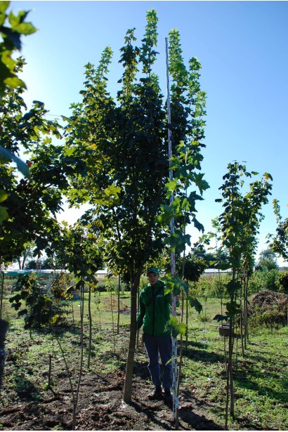 Клен гостролистий | Acer platanoides | Клён остролистный