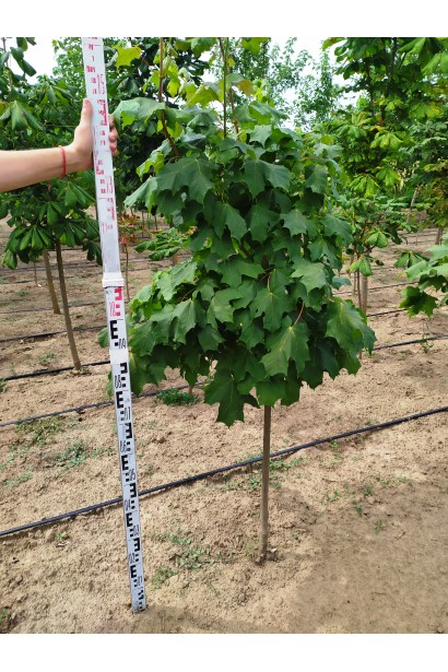 Явор саженец в поле в питомнике