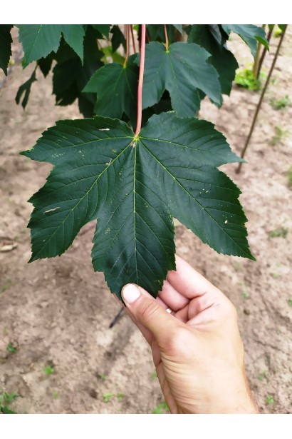 Клен ложноплатановый темно-зеленые листья