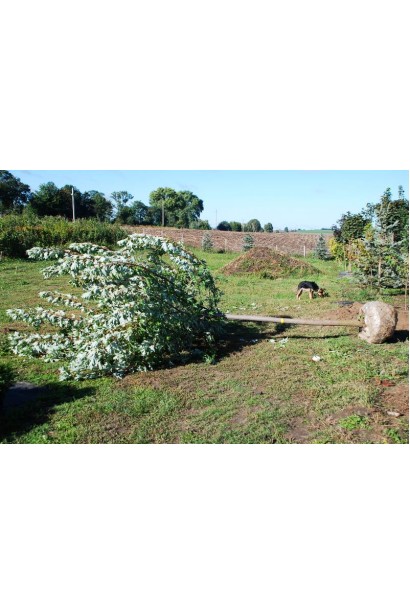 Клен сріблястий викопане дерево з комом землі