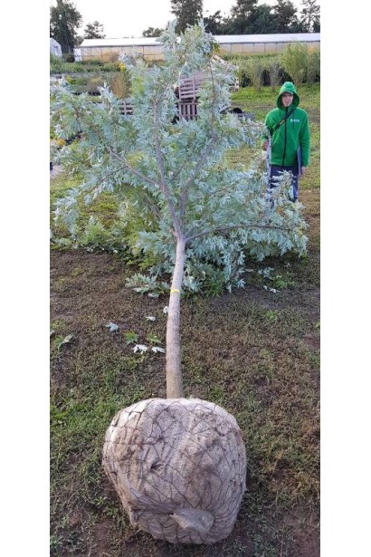 Клен сріблястий дерево з комом в мішковині