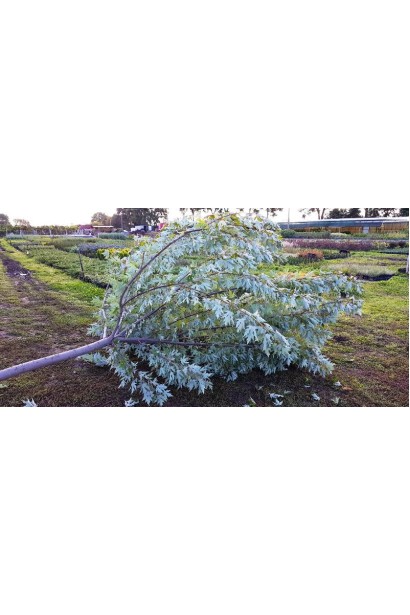 Клен зі сріблястою кроною