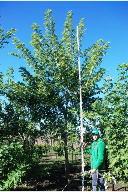 Клен сріблястий 450-500 см