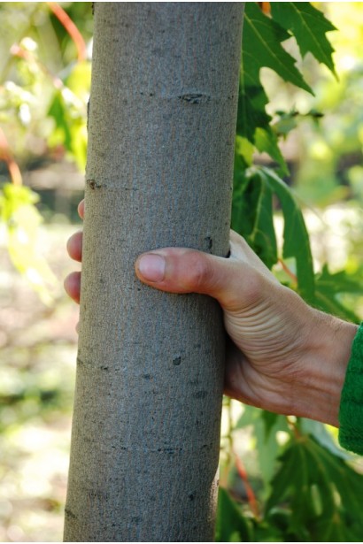 Товстий гладкий стовбур клена сріблястого