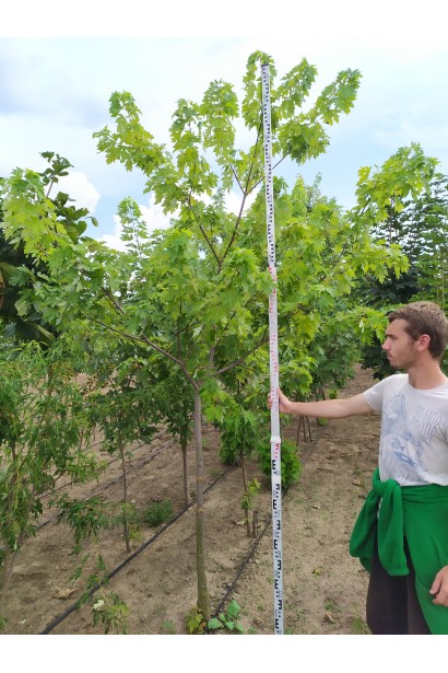Клен сріблястий саджанець в розсаднику