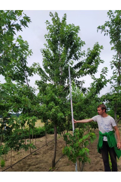 Клен сріблястий 400-450 см