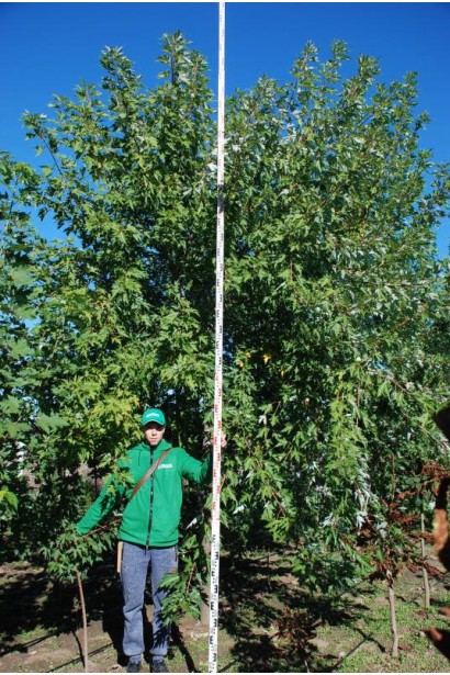 Клен сріблястий в розсаднику на полі