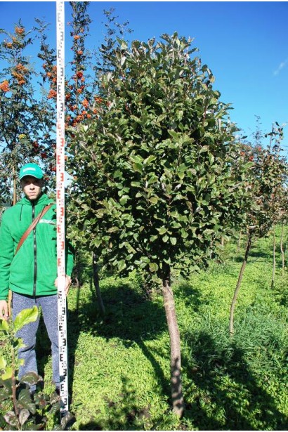 Горобина круглолиста