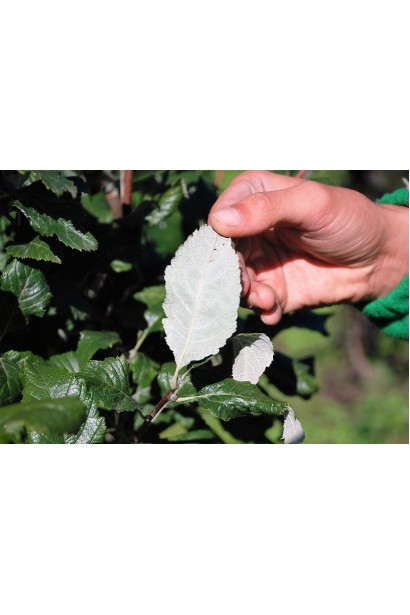 Sorbus aria – сріблясті листя ззаду