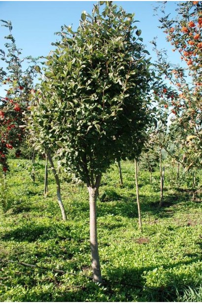 Горобина круглолиста