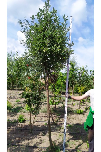 Саджанець в розсаднику садового центру