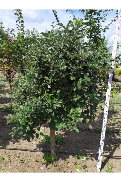 Горобина круглолиста