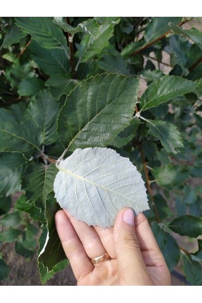 Sorbus aria – сріблясті листя ззаду