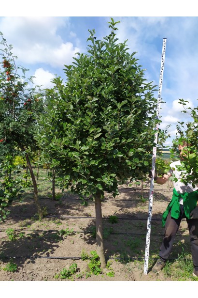 Горобина круглолиста – компактний розмір