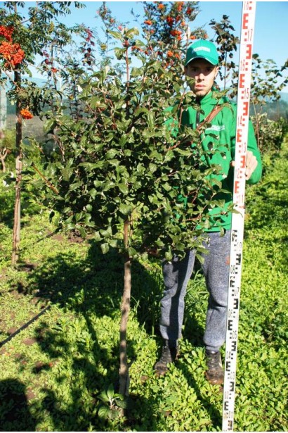 Саджанець готовий до пересадки в садовому центрі