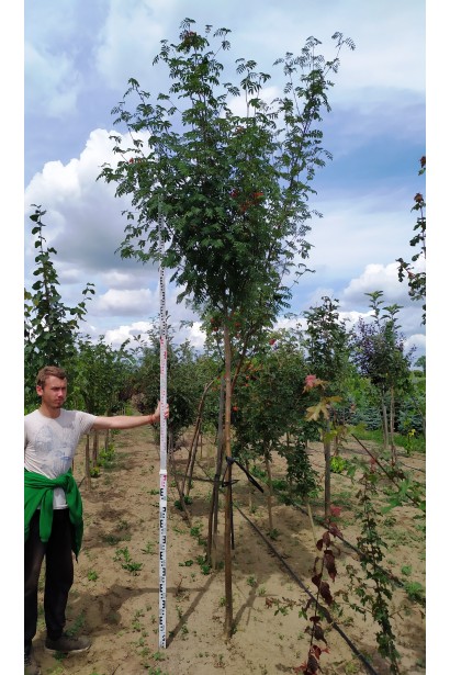 Горобина звичайна