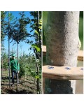 Горобина звичайна | Рябина обыкновенная | Sorbus aucuparia