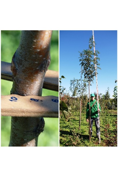 Горобина звичайна