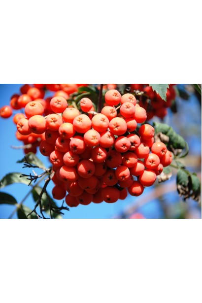 Ягоди горобини звичайної