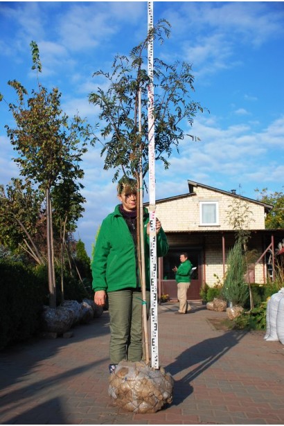 Горобина звичайна з комом землі