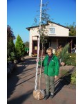 Горобина звичайна | Рябина обыкновенная | Sorbus aucuparia